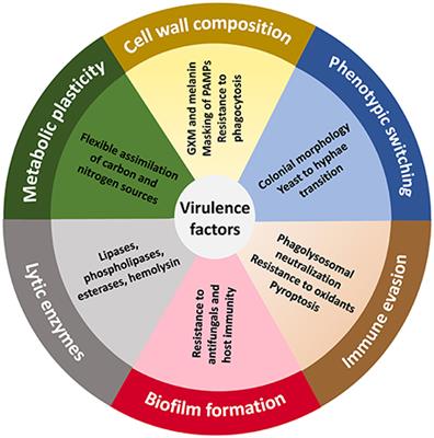 The Cell Biology of the Trichosporon-Host Interaction